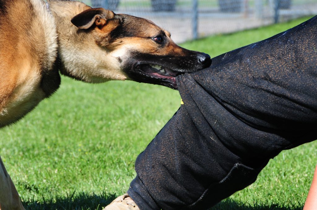 Los Mejores Abogados en Español Cerca de Mí Expertos en Mordeduras, Agravios y Ataques de Perros y Animales en El Monte California